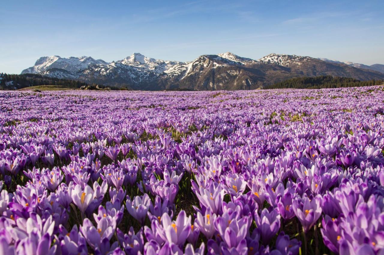 Brvnara Koca Kronca - Velika Planina *