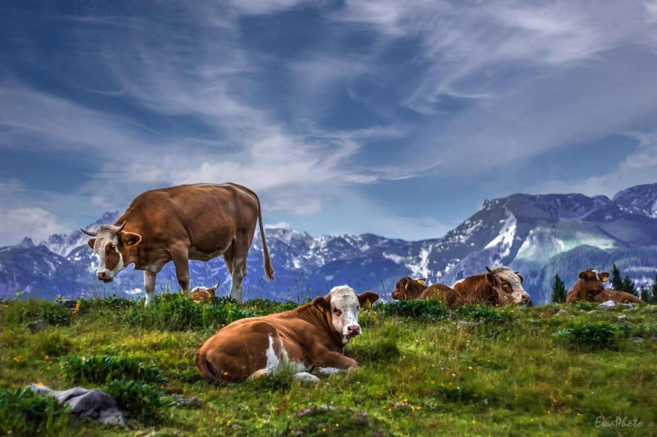 Koca Kronca - Velika Planina Stahovica